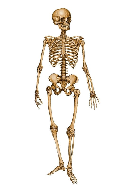 Картинки скелет человека (100 фото) #36