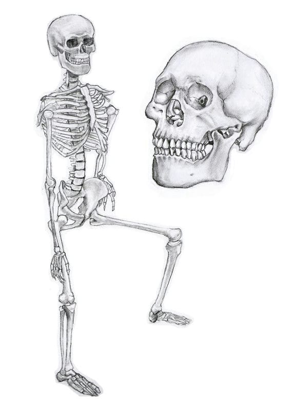 Картинки скелет человека (100 фото) #68