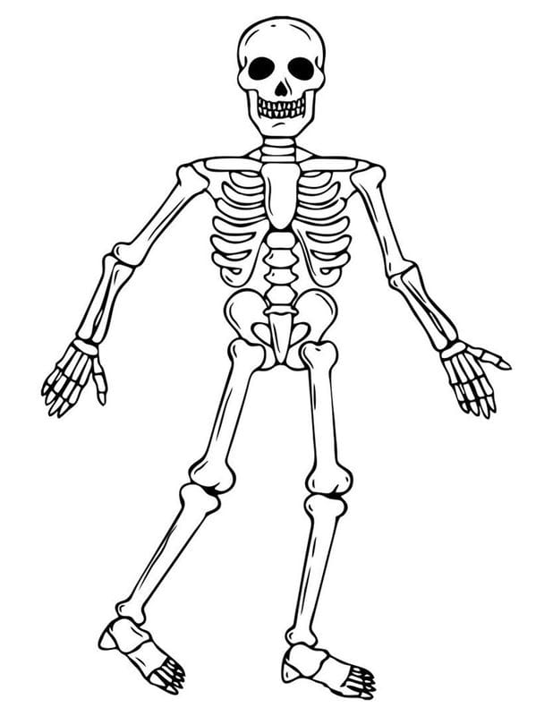 Картинки скелет человека (100 фото) #62