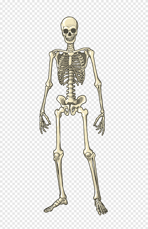 Картинки скелет человека (100 фото) #31