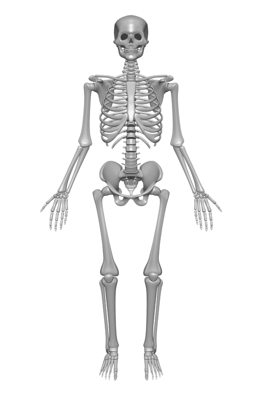 Картинки скелет человека (100 фото) #69
