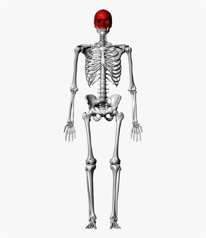Картинки скелет человека (100 фото) #73