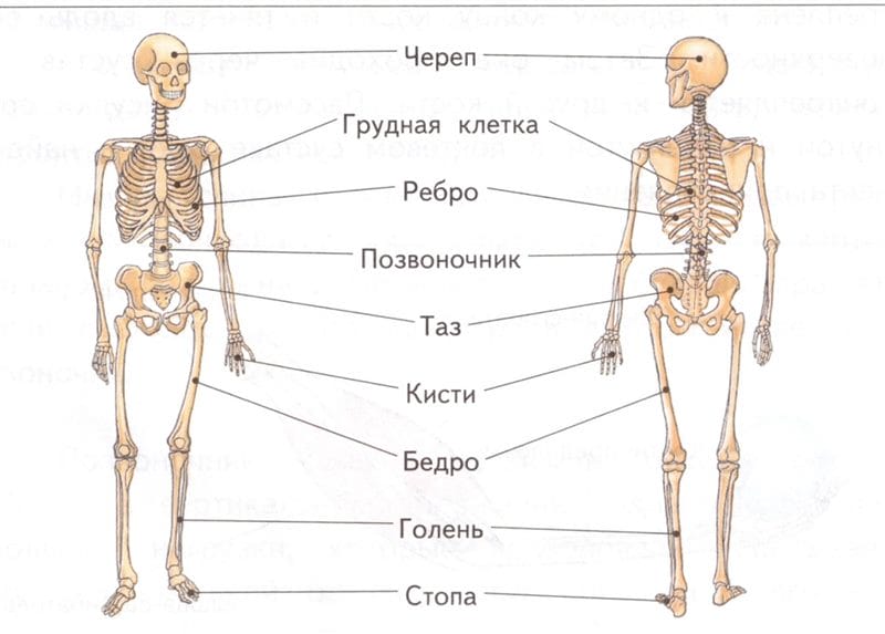 Картинки скелет человека (100 фото) #53