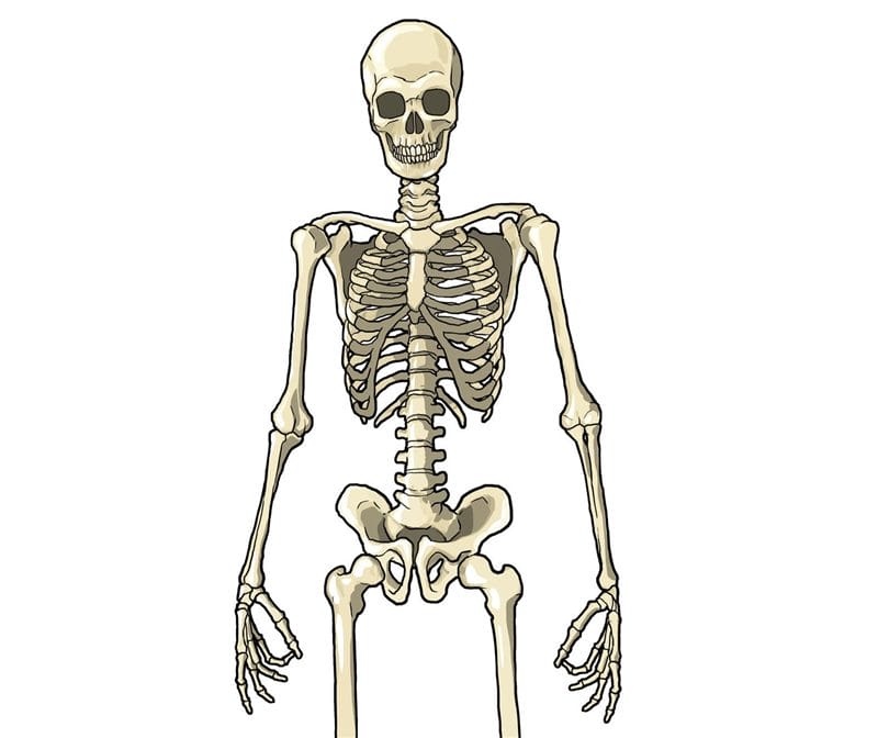 Картинки скелет человека (100 фото) #34