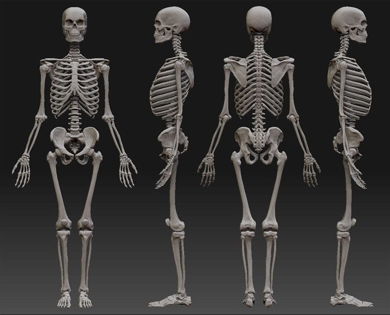 Картинки скелет человека (100 фото) #38