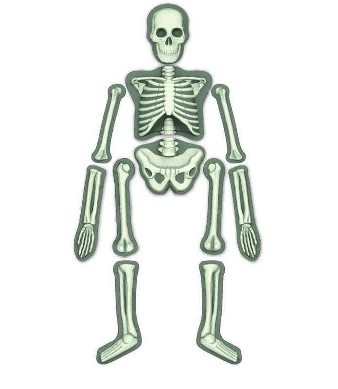 Картинки скелет человека (100 фото) #63