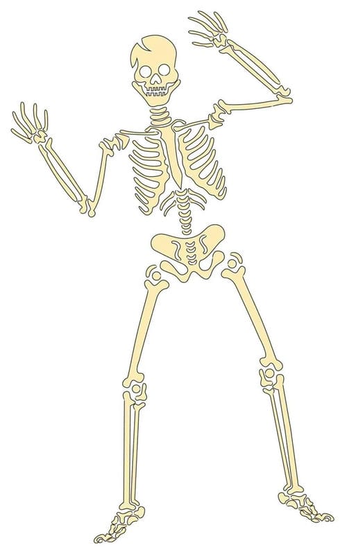 Картинки скелет человека (100 фото) #33