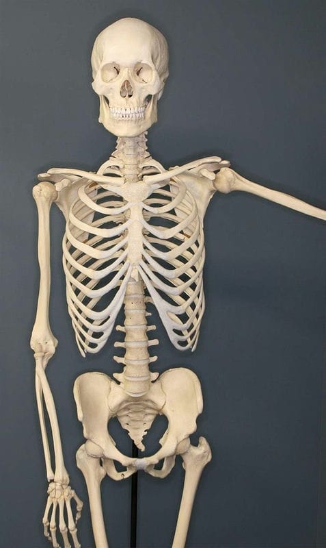 Картинки скелет человека (100 фото) #45