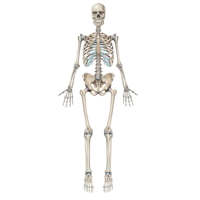 Картинки скелет человека (100 фото) #65