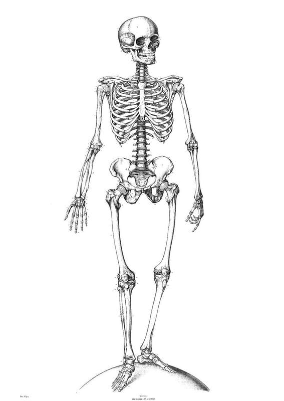 Картинки скелет человека (100 фото) #78