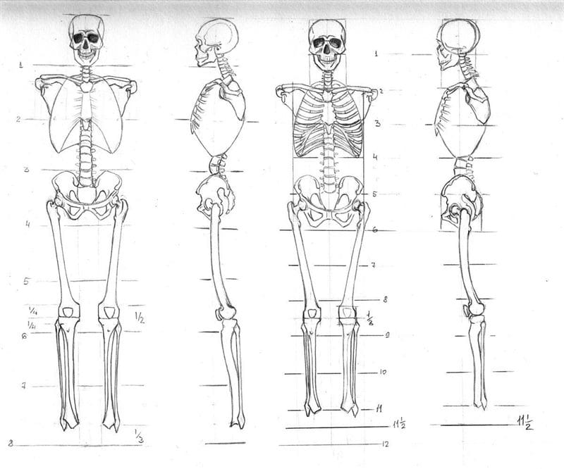 Картинки скелет человека (100 фото) #41