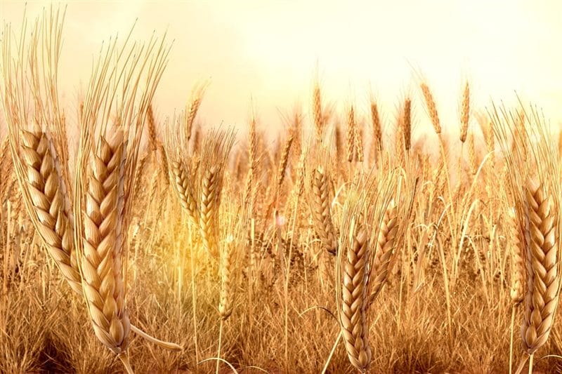 Картинки пшеницы (100 фото) #41