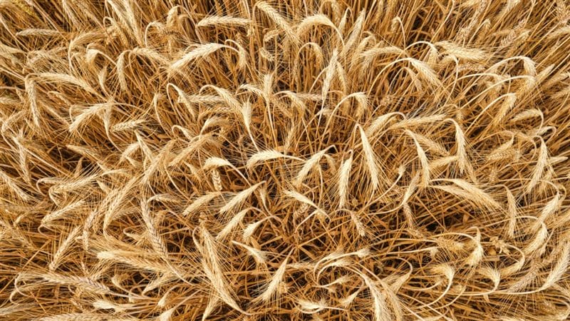Картинки пшеницы (100 фото) #30
