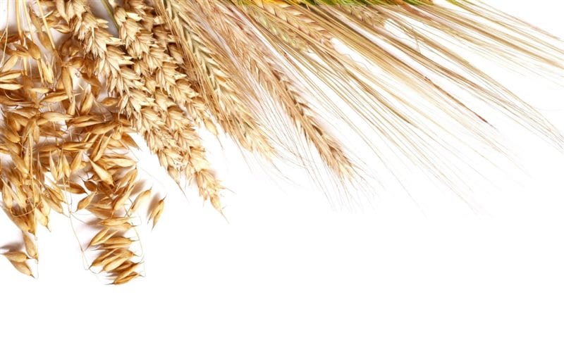 Картинки пшеницы (100 фото) #65