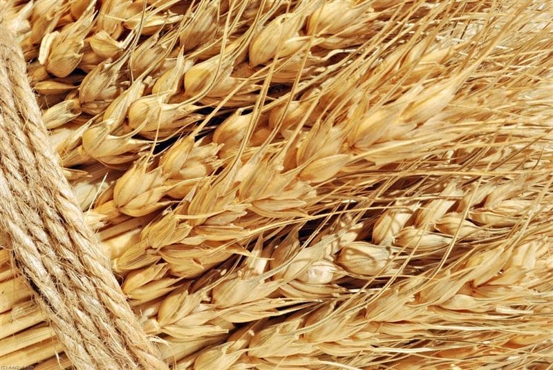 Картинки пшеницы (100 фото) #34