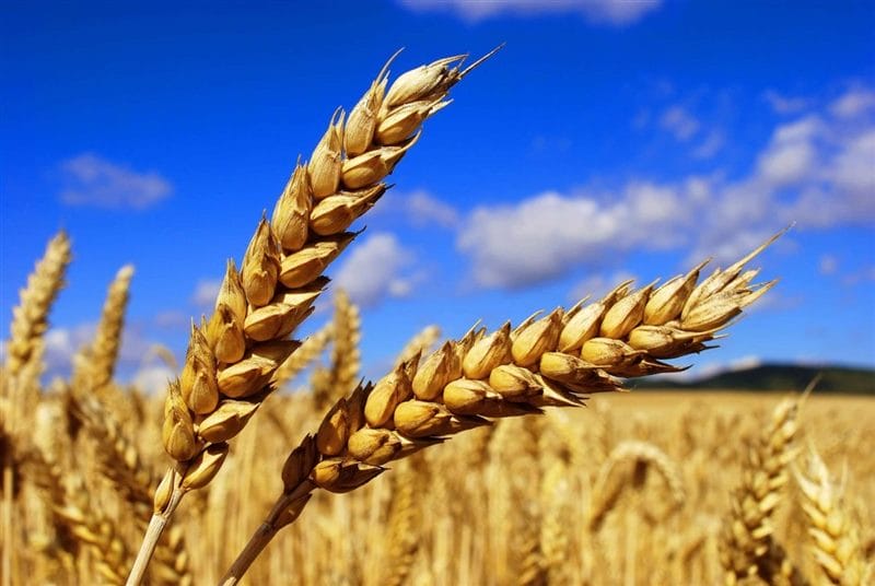 Картинки пшеницы (100 фото) #69