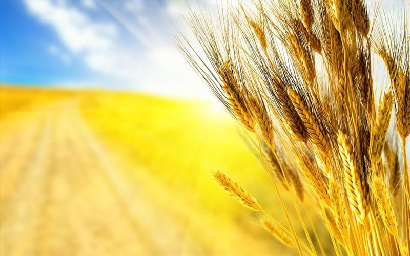 Картинки пшеницы (100 фото) #55