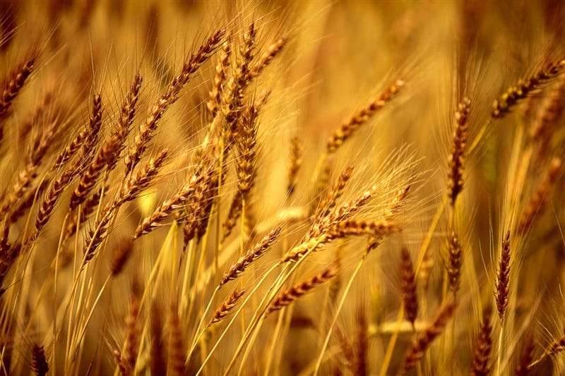 Картинки пшеницы (100 фото) #47