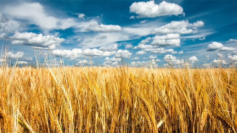 Картинки пшеницы (100 фото) #42