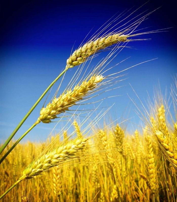 Картинки пшеницы (100 фото) #62