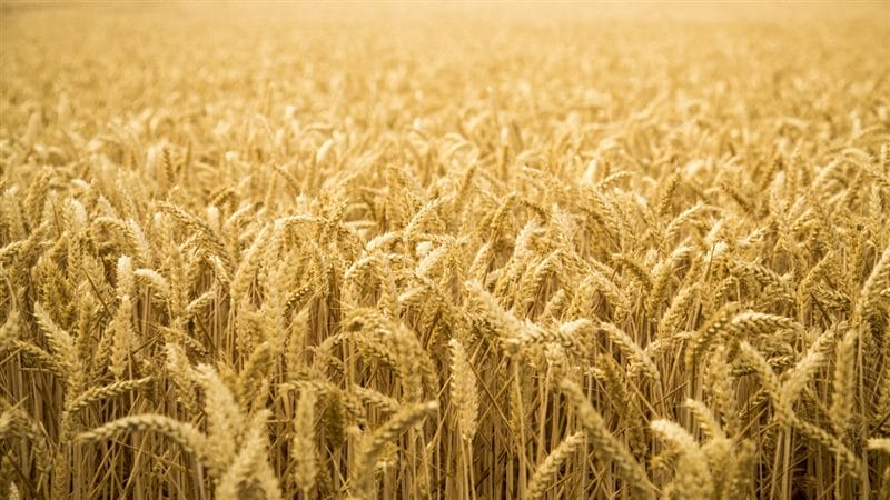 Картинки пшеницы (100 фото) #50