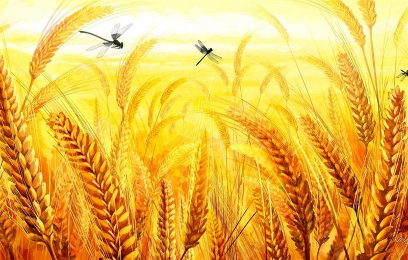 Картинки пшеницы (100 фото) #43
