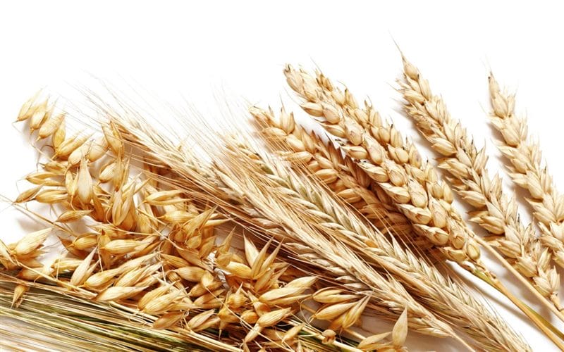 Картинки пшеницы (100 фото) #46