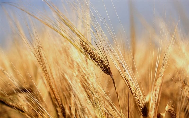 Картинки пшеницы (100 фото) #66