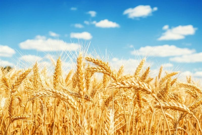 Картинки пшеницы (100 фото) #53