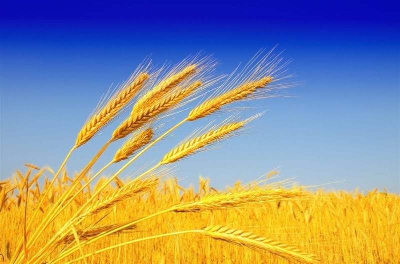 Картинки пшеницы (100 фото) #59