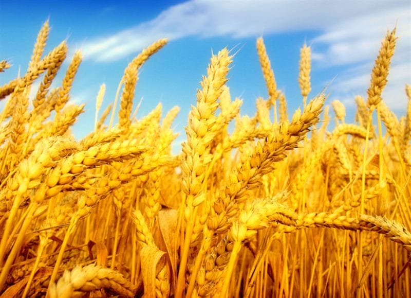 Картинки пшеницы (100 фото) #49