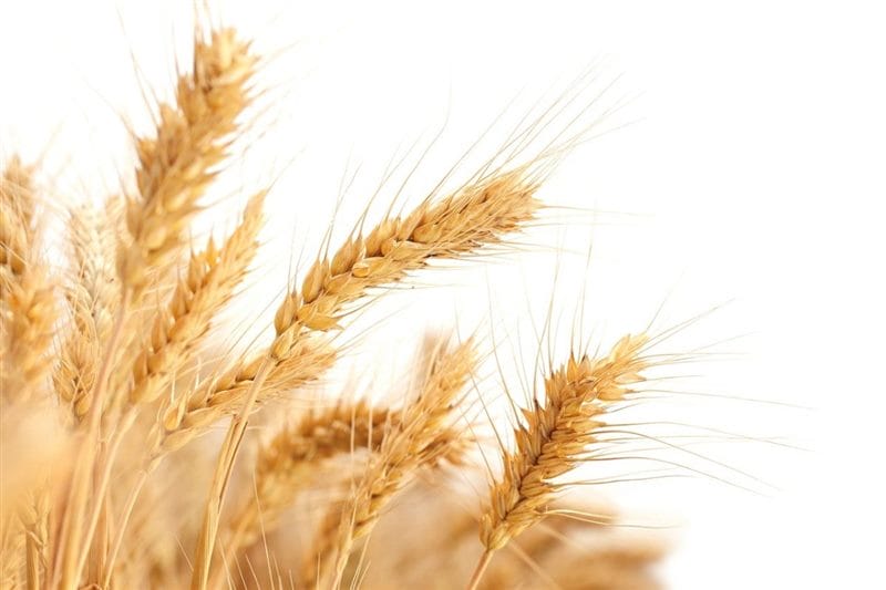 Картинки пшеницы (100 фото) #79