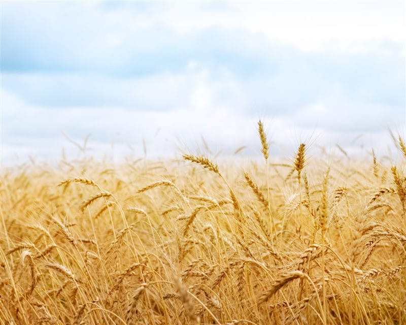 Картинки пшеницы (100 фото) #57