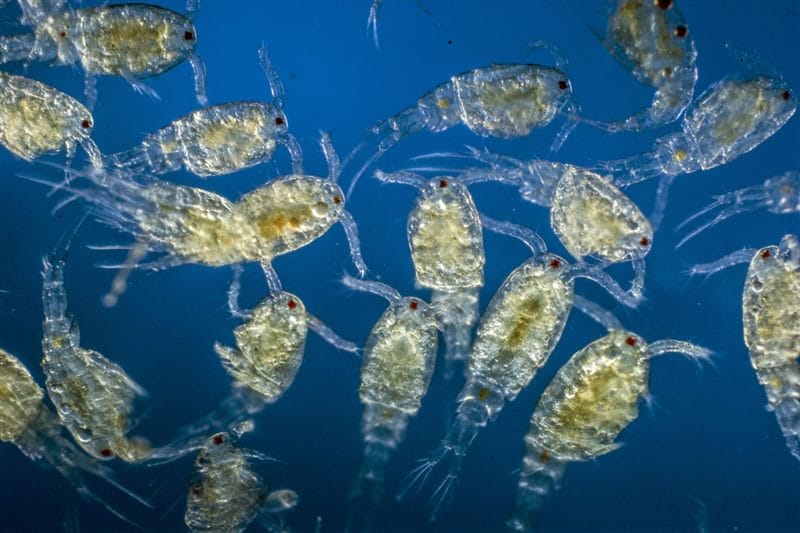 Картинки планктона (80 фото) #20