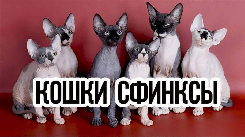Картинки коты сфинксы (100 фото) #1