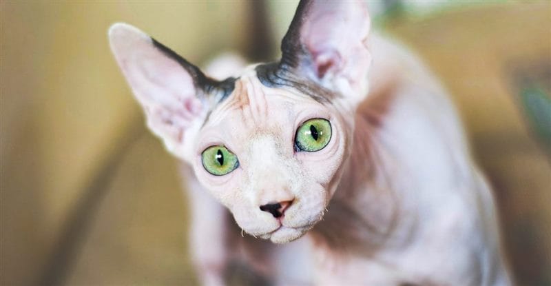 Картинки коты сфинксы (100 фото) #37