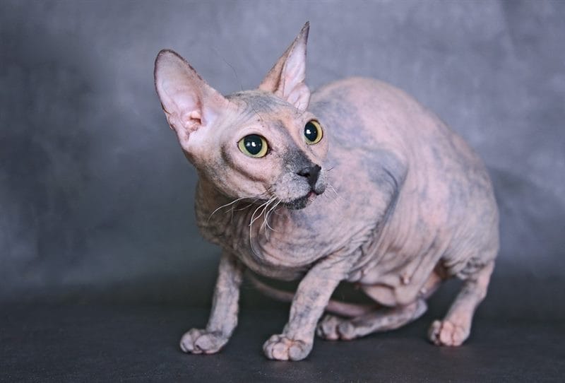 Картинки коты сфинксы (100 фото) #11
