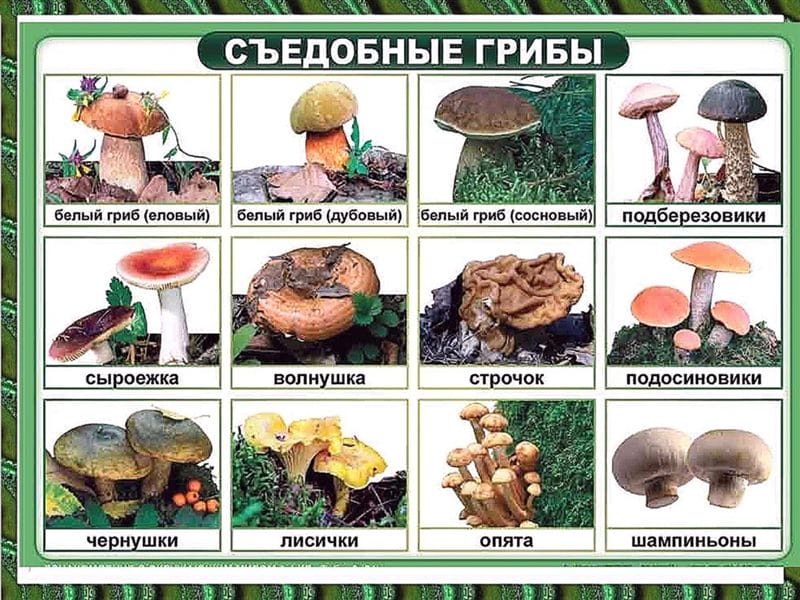 Картинки съедобное и несъедобное (100 фото) #44