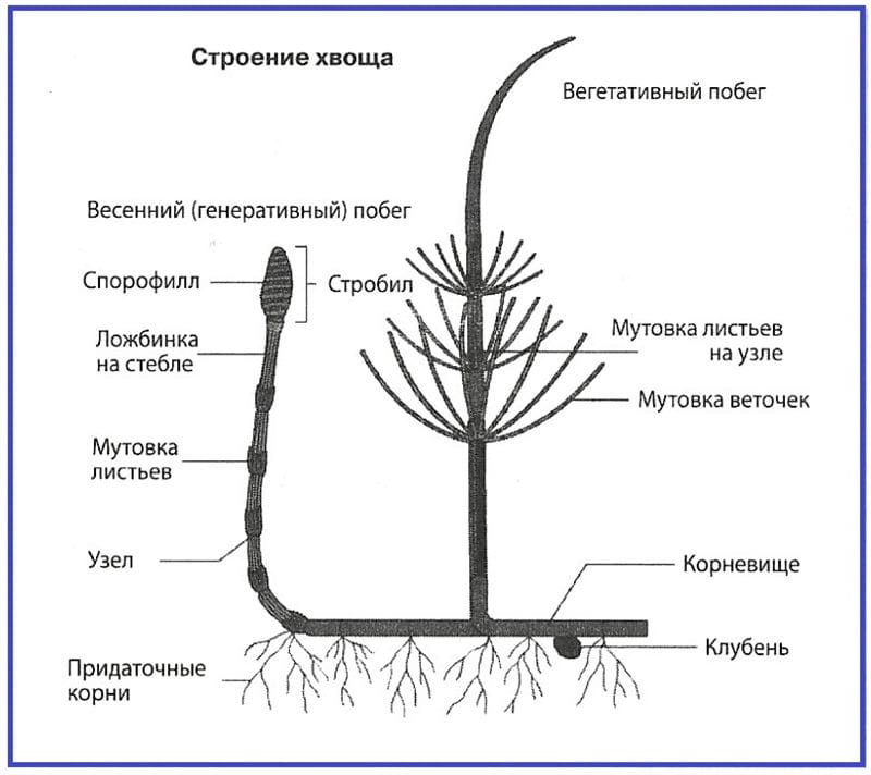 Картинки хвоща (50 фото) #13