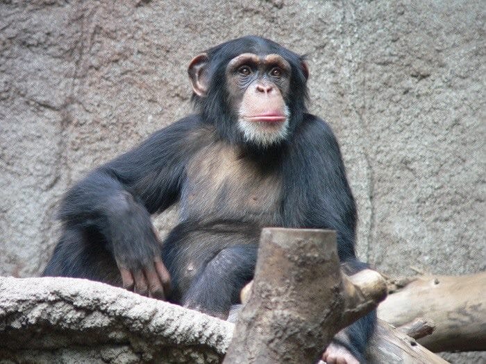 Шимпанзе - красивые картинки (100 фото) #15