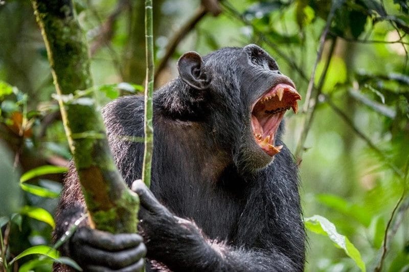 Шимпанзе - красивые картинки (100 фото) #18