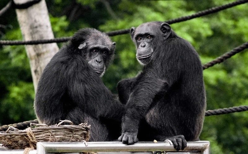 Шимпанзе - красивые картинки (100 фото) #10