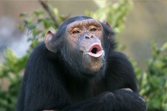 Шимпанзе - красивые картинки (100 фото) #22