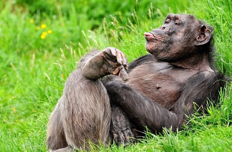 Шимпанзе - красивые картинки (100 фото) #1