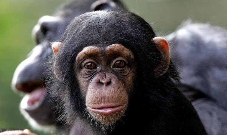 Шимпанзе - красивые картинки (100 фото) #27