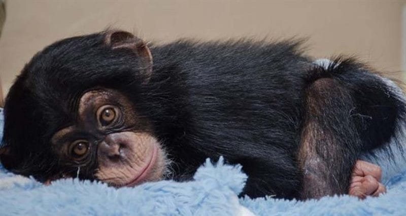 Шимпанзе - красивые картинки (100 фото) #24
