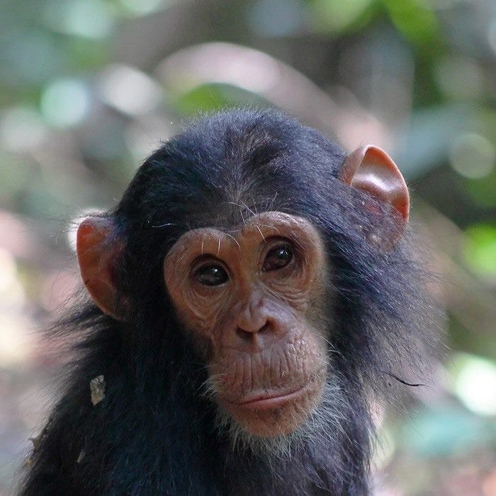 Шимпанзе - красивые картинки (100 фото) #7