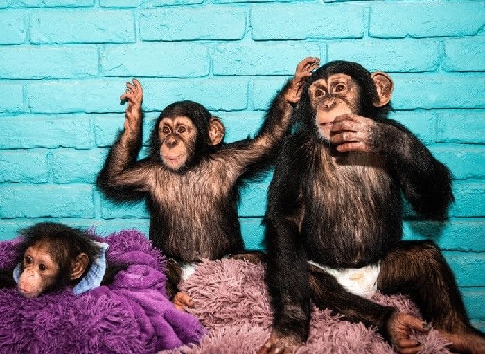 Шимпанзе - красивые картинки (100 фото) #13