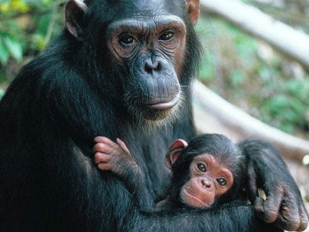Шимпанзе - красивые картинки (100 фото) #23