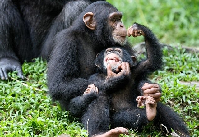 Шимпанзе - красивые картинки (100 фото) #33